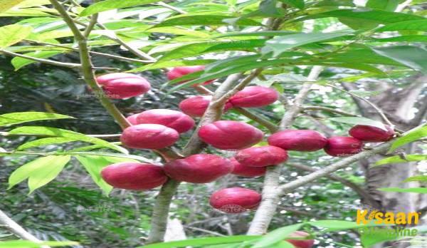 ईश्वर के क्राउन फ्रूट: भारत में इसकी औषधीय समृद्धि के लिए लोकप्रिय है, जाने इसके फायदे